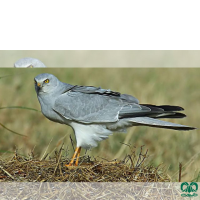 گونه سنقر سفید Pallid Harrier